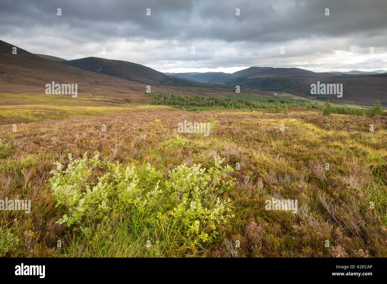 En régénérant le saule (Salix sp) sur la lande de bruyère, Glenfeshie, Parc National de Cairngorms, en Écosse, Royaume-Uni, septembre 2015. Banque D'Images