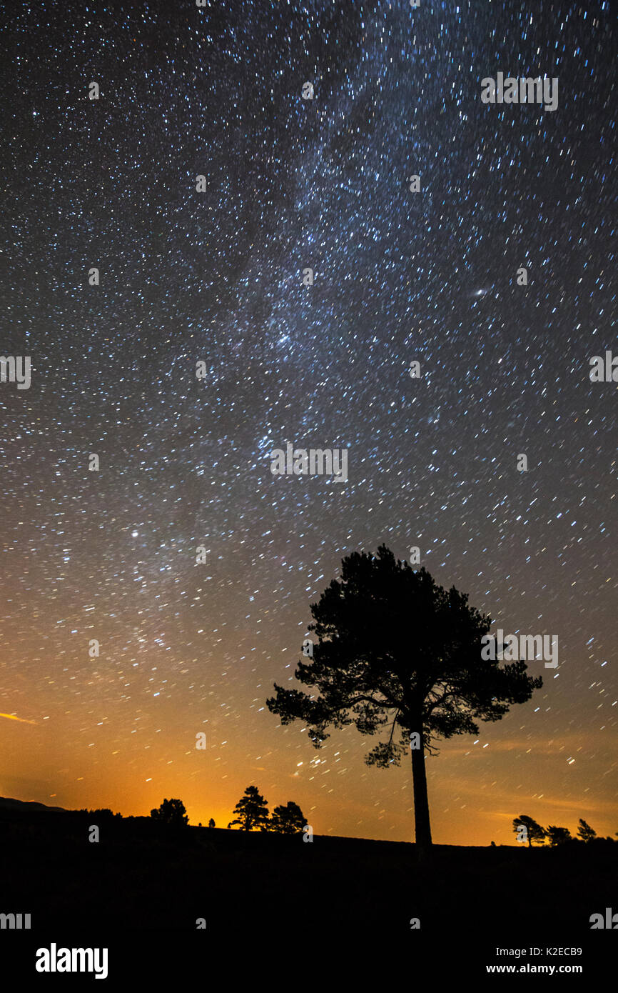 Le pin sylvestre (Pinus sylvestris) silhouetté contre le ciel de nuit, le Parc National de Cairngorms, en Écosse, au Royaume-Uni, en octobre 2015. Banque D'Images