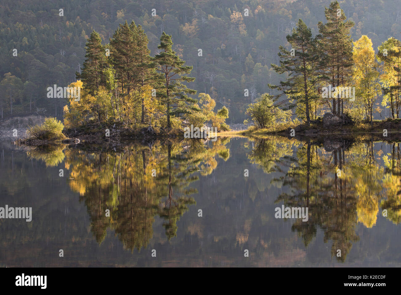 Réflexions d'arbres dans un Loch Beinn Mheadhoin, Glen Affric, Highlands, Scotland, UK, octobre 2015. Banque D'Images