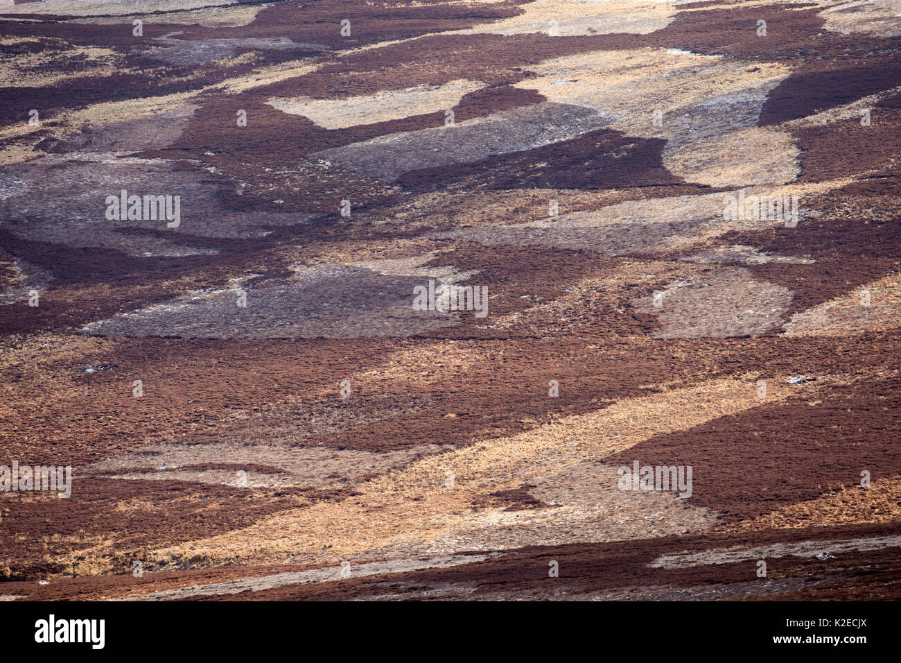 Mosaïque de landes de bruyère de montagne, le Parc National de Cairngorms, en Écosse, au Royaume-Uni, en avril 2016. Banque D'Images