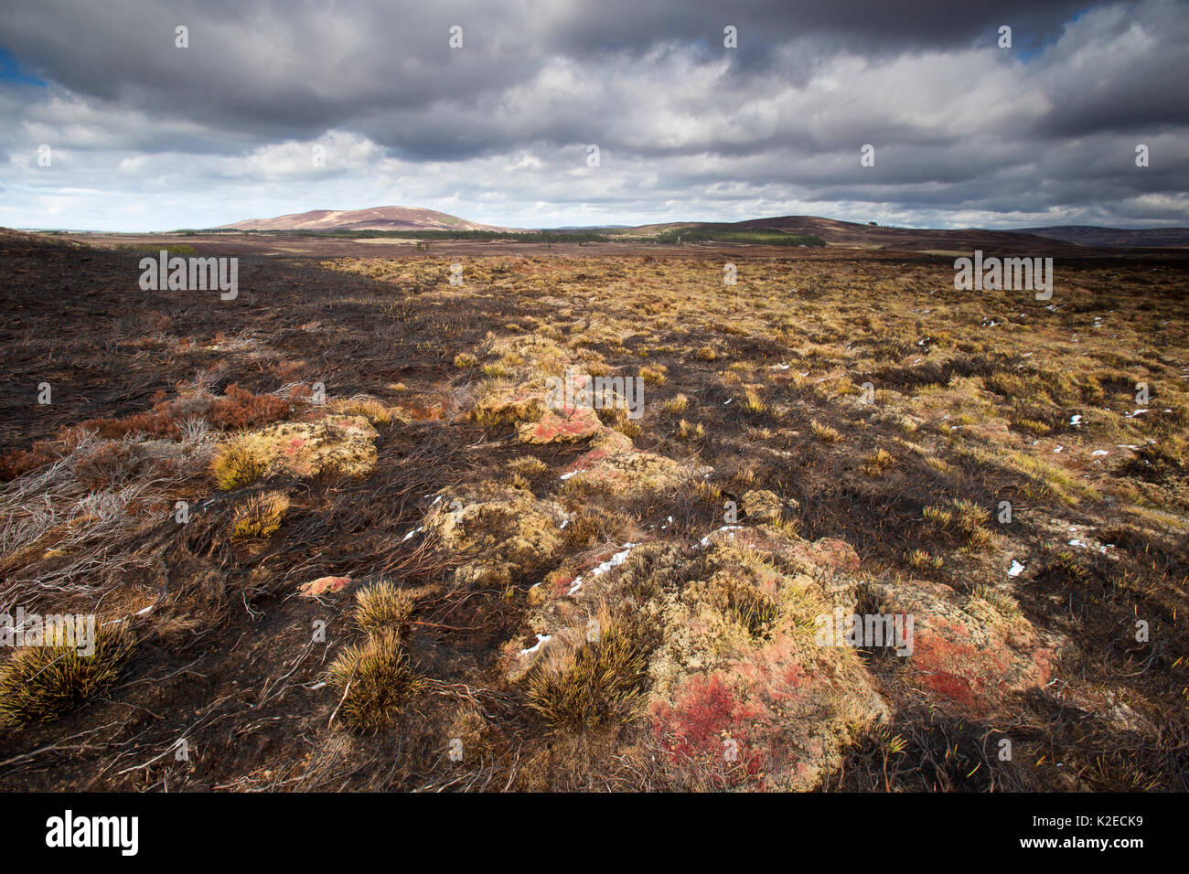 Salon d'muirburn montrant brûlé heather, immobiliers, de Lochindorb Deeside, Parc National de Cairngorms, en Écosse, au Royaume-Uni, en avril 2016. Banque D'Images