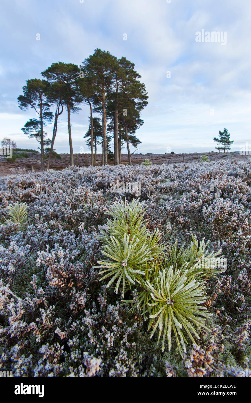 Le pin sylvestre (Pinus sylvestris) pousse sur la lande de bruyère, Strathspey, Parc National de Cairngorms, en Écosse, au Royaume-Uni, en novembre 2013. Banque D'Images