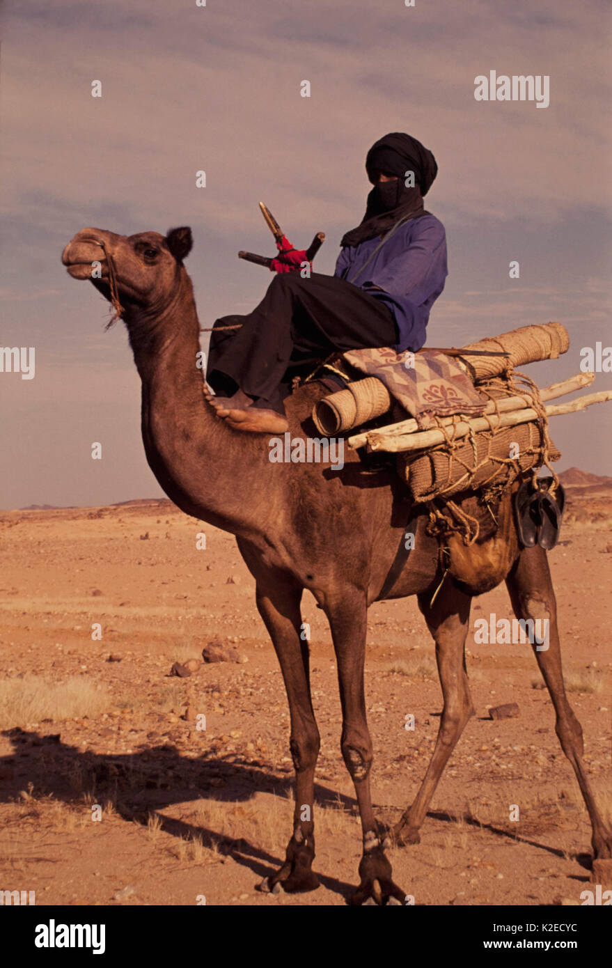 Homme touareg sur un chameau dans le désert du Sahara, au Niger Banque D'Images