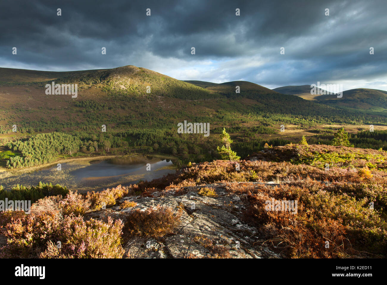 Vue sur des lacs, forêt de pins, Rothiemurchus, Parc National de Cairngorms, en Écosse, Royaume-Uni, septembre 2013. Banque D'Images