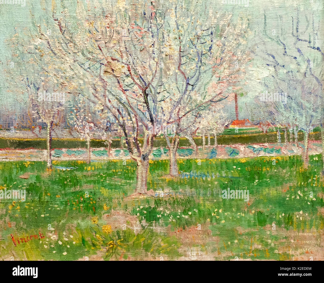 Verger en fleurs (pruniers), Arles, 1888 - Vincent Van Gogh Banque D'Images
