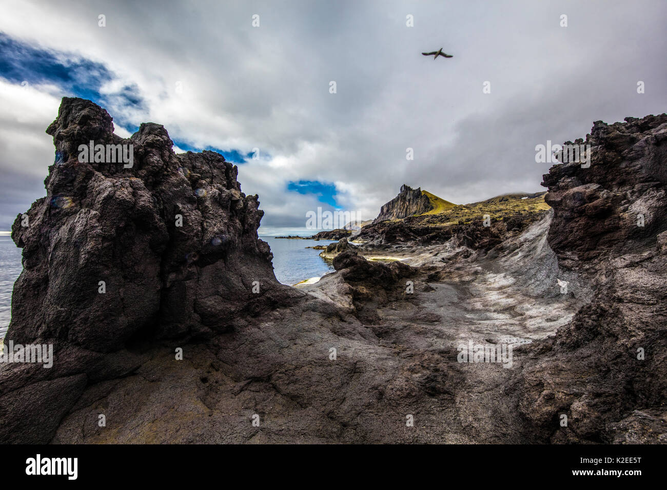 Paysage volcanique et Fulmar Fulmar (glacialis) Jan Mayen (Norvège), juillet 2016. Banque D'Images