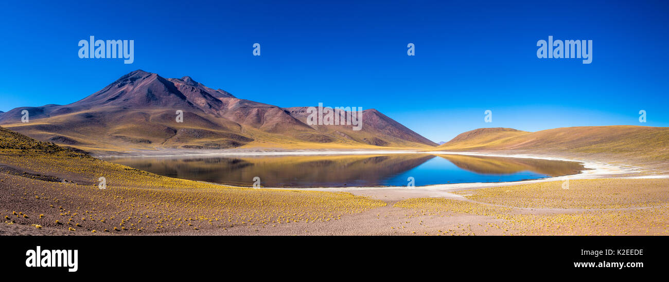 Lake Miniques et volcan Miniques sur l'altiplano, Désert d'Atacama, 4137 m au-dessus du niveau de la mer, au Chili. Couture numérique Panorama. Banque D'Images