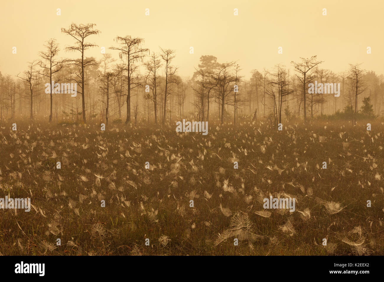 Le Parc National des Everglades, prairies avec toiles d'araignées dans la brume au lever du soleil, le Parc National des Everglades, en Floride, aux États-Unis. Janvier. Banque D'Images