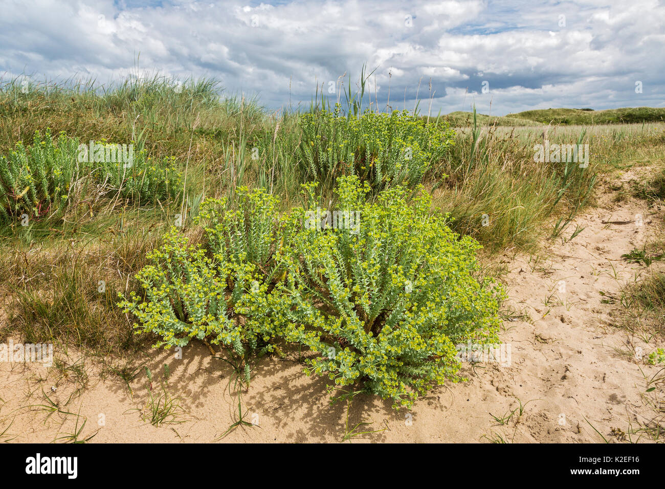 L'euphorbe ésule (Euphorbia paralias mer), l'estuaire de la Dee, Hoylake, Wirral, UK, juin. Banque D'Images
