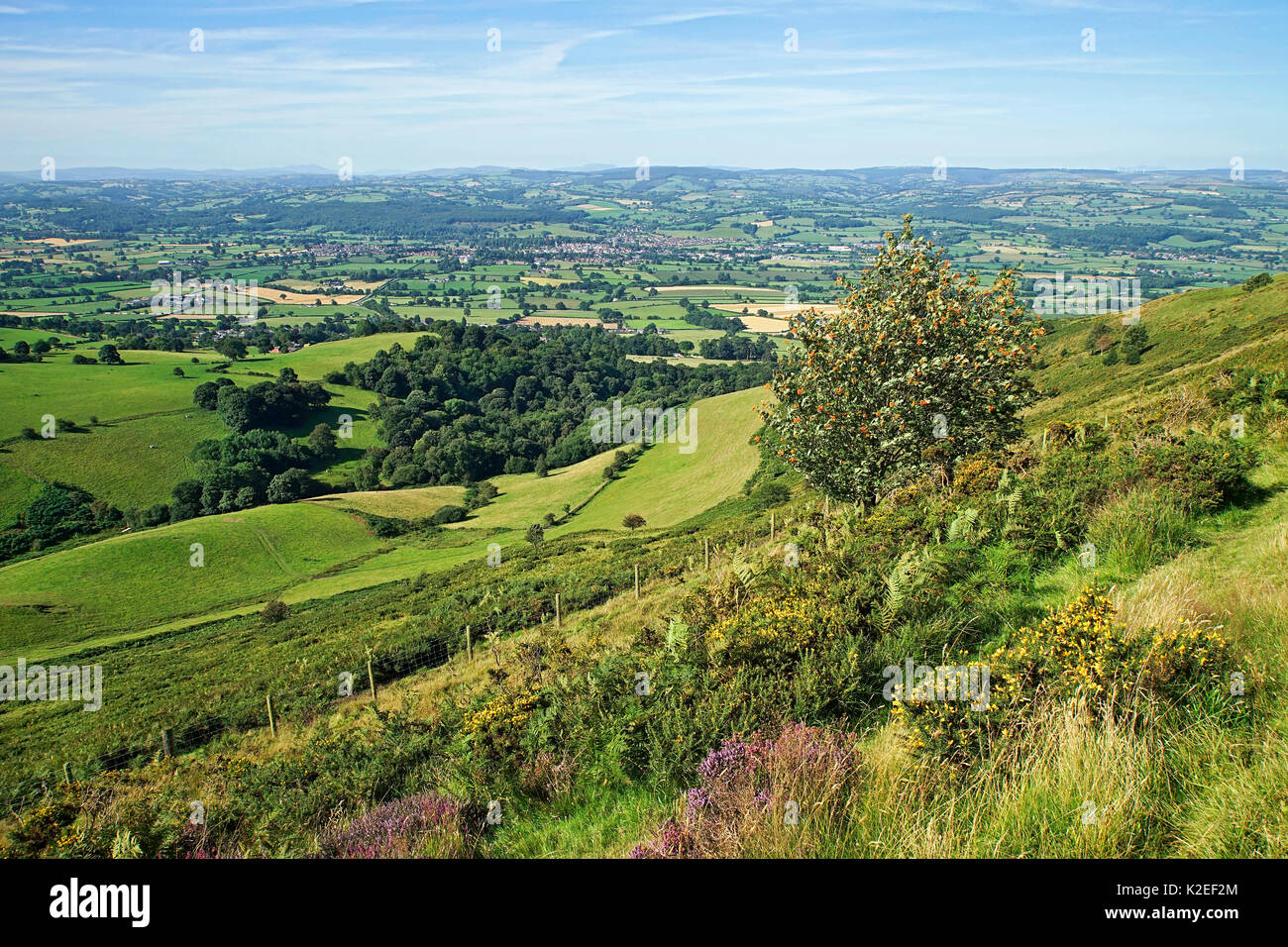 Vue vers l'ouest dans la vallée de Clwyd à partir de l'Offa's Dyke Path menant au sommet de Moel Famau dans la chaîne de montagnes Clwydian avec la ville de Ruthin dans le centre, au nord du Pays de Galles, Royaume-Uni, août. Banque D'Images