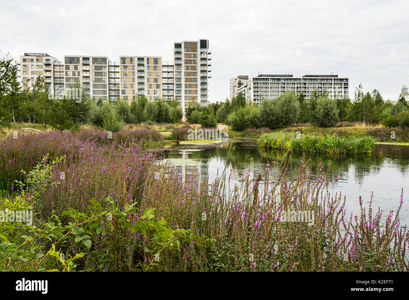 L'enrichissement de l'environnement conçu dans le carter, avec étang de la faune et des espaces verts, le logement de l'East Village à l'emplacement de Village Olympique, Stratford, London, UK 2014 Banque D'Images