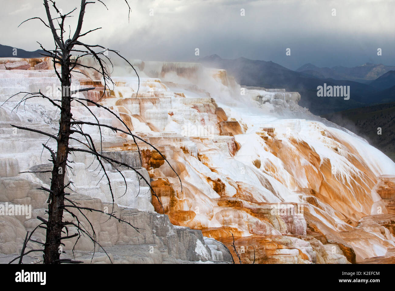 Printemps terrasse Mammoth Mammoth Hot Springs Parc National de Yellowstone au Wyoming USA Juin 2015 Banque D'Images Printemps terrasse Mammoth Mammoth Hot Springs Parc National de Yellowstone au Wyoming USA Juin 2015 Banque D'Images