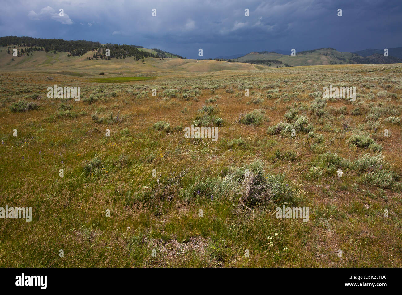 Approche de pluie sur les herbages près de Blacktail Deer Creek, à côté du Grand Loop Road, le Parc National de Yellowstone, Wyoming, USA, juin 2015. Banque D'Images Approche de pluie sur les herbages près de Blacktail Deer Creek, à côté du Grand Loop Road, le Parc National de Yellowstone, Wyoming, USA, juin 2015. Banque D'Images