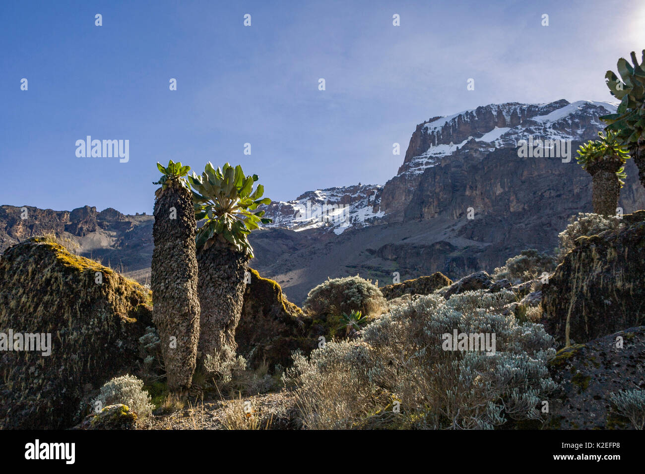 (Dendrosenecio kilimanjari séneçon géant) le long de la route Machame, le Kilimandjaro, Tanzanie. Mai 2008 Banque D'Images