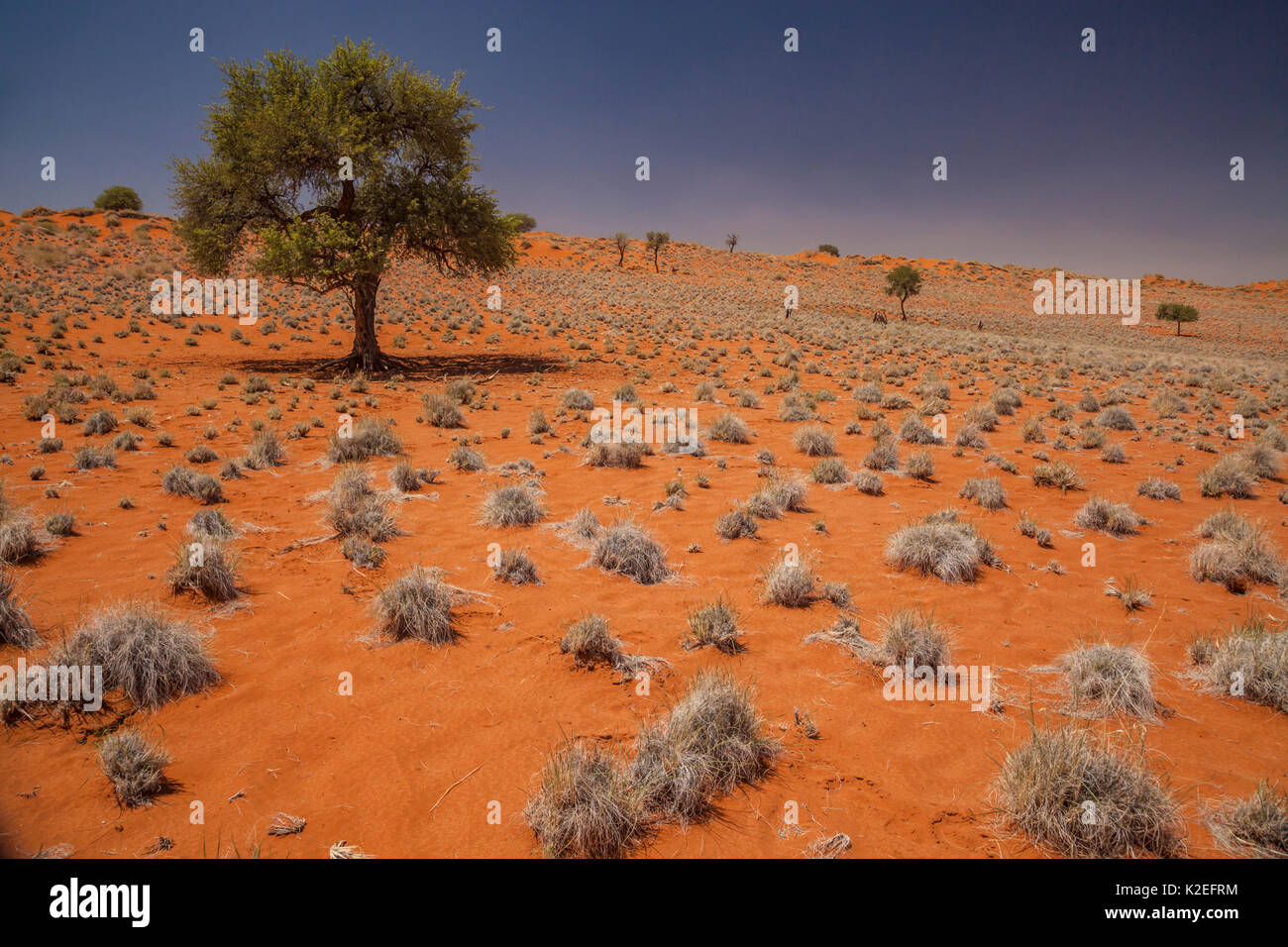 L'orange profond, le sol riche en fer dans le paysage de dunes dans le désert du Namib, Namibie. Banque D'Images