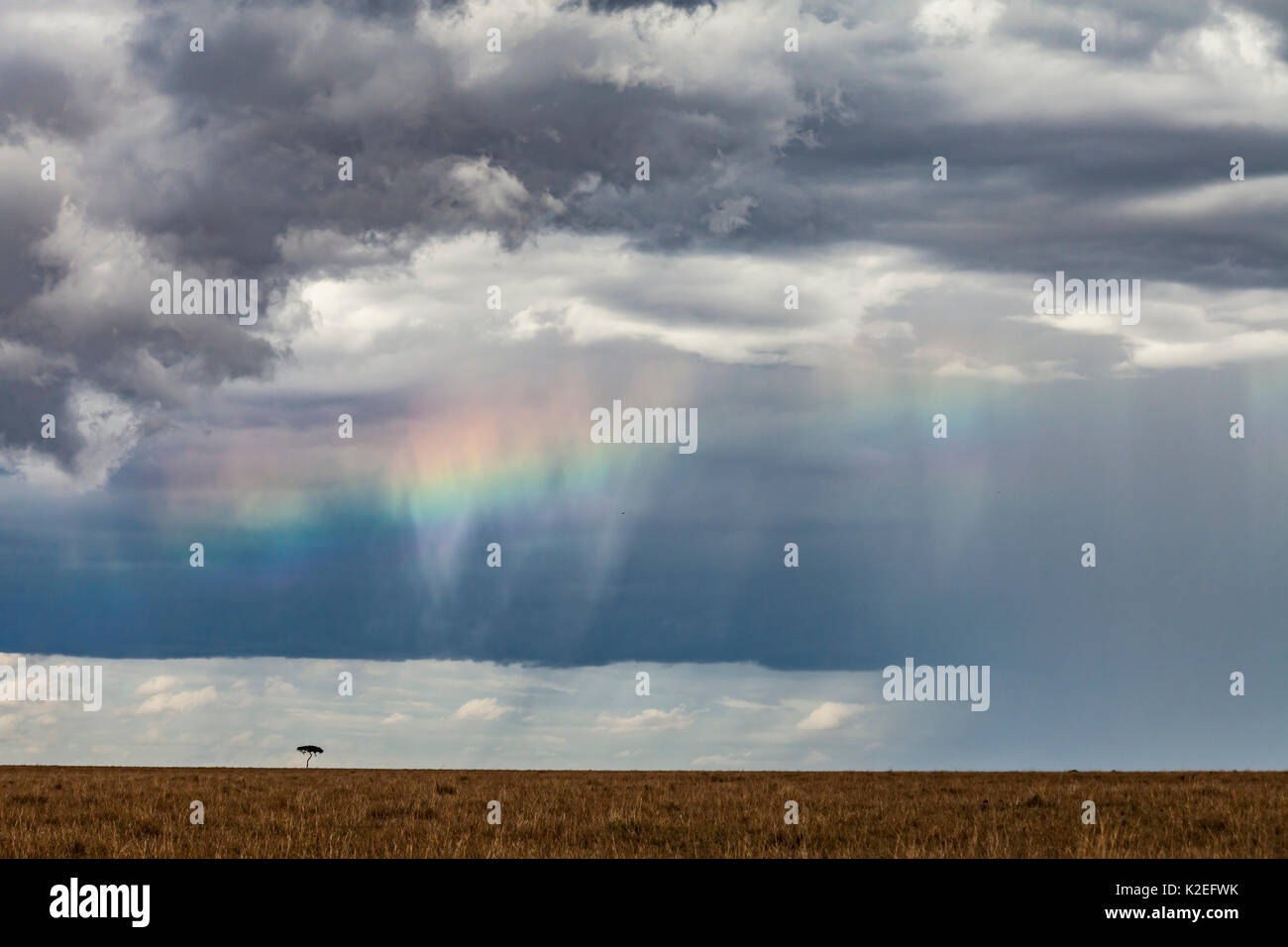 Arc-en-ciel sur paysage de savane avec Lone Tree (Vachellia Acacia tortillis) Réserve de Masai Mara, Kenya Octobre 2012 Banque D'Images