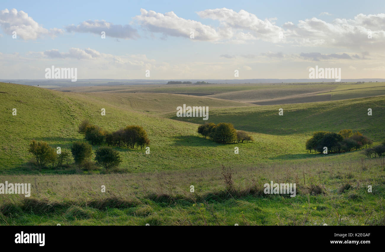 Aperçu de la plaine de Salisbury downland M.O.D craie des zones de tir, Wiltshire, Royaume-Uni, octobre 2013. Banque D'Images