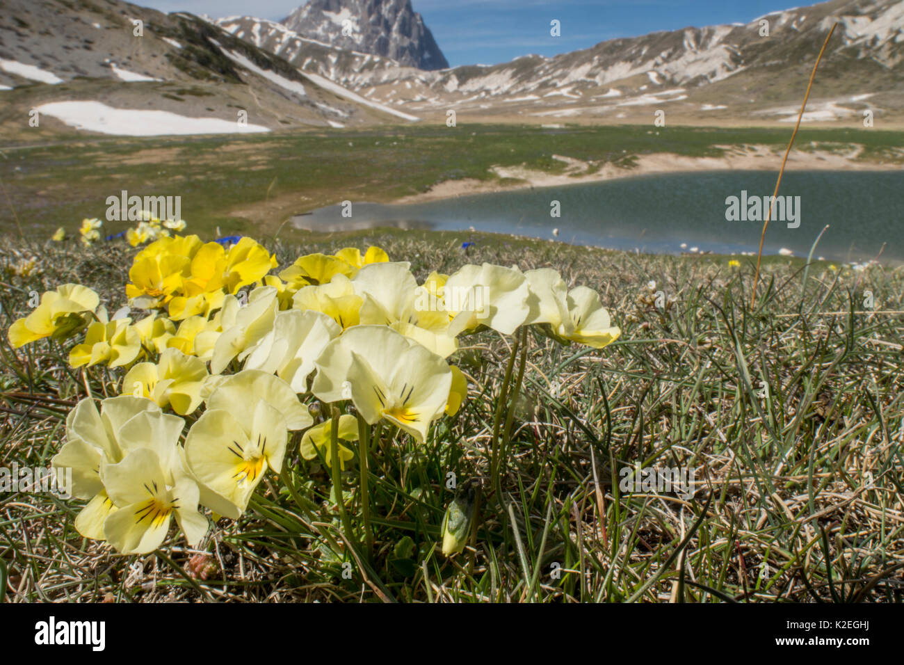 L'Eugenia pansy (Viola eugeniae) une endémique des Apennins photographié sur le Campo Imperatore, Italie. Avril. Banque D'Images