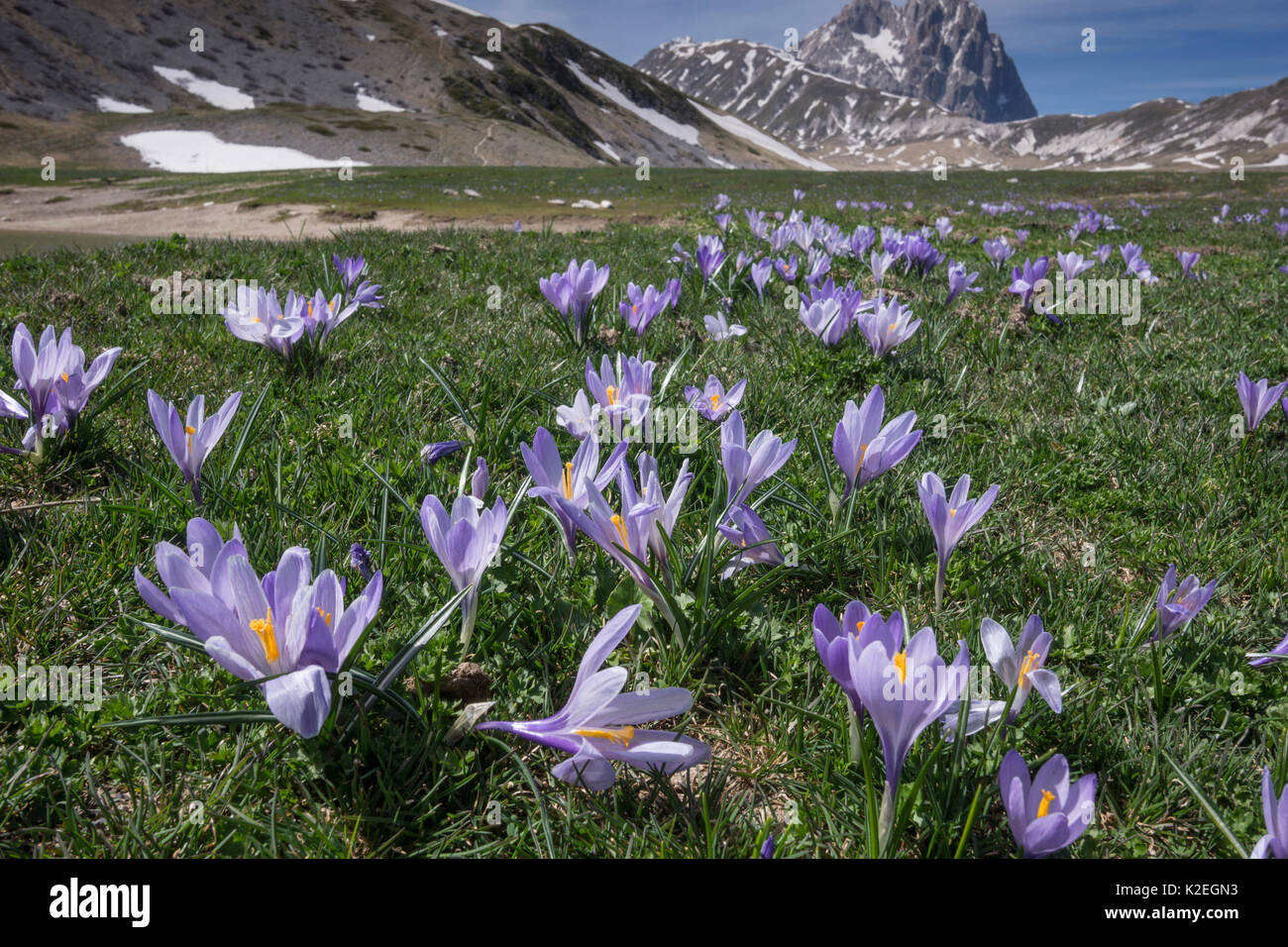 Printemps crocus (Crocus vernus) sur le Campo Imperatore, Abruzzo, Italie. Avril. Banque D'Images