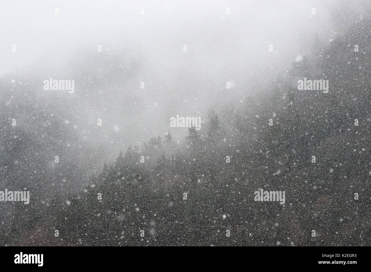 La neige qui tombe sur la forêt, le Parc National des Cévennes, France, mars 2016. Banque D'Images