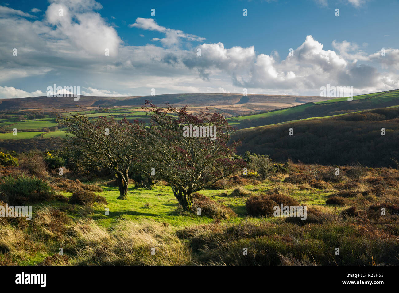 Paysage d'automne sur la colline Saint Brélade avec Dunkerry au-delà de la balise, Parc National d'Exmoor, Somerset, England, UK, novembre 2014. Banque D'Images