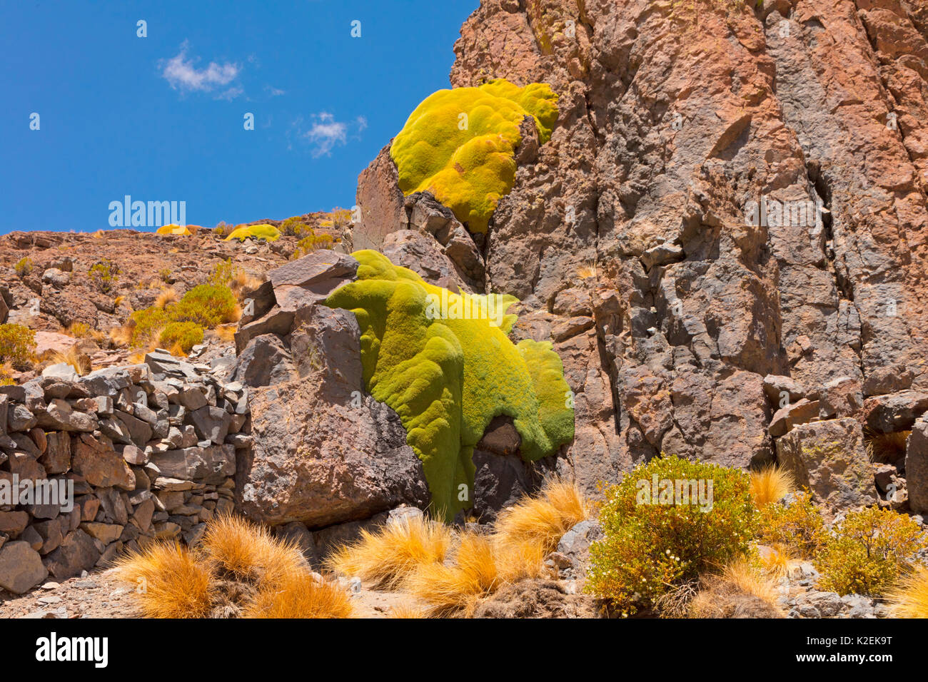 Coussin géant Azorella compacta (plantes). La Bolivie. Banque D'Images
