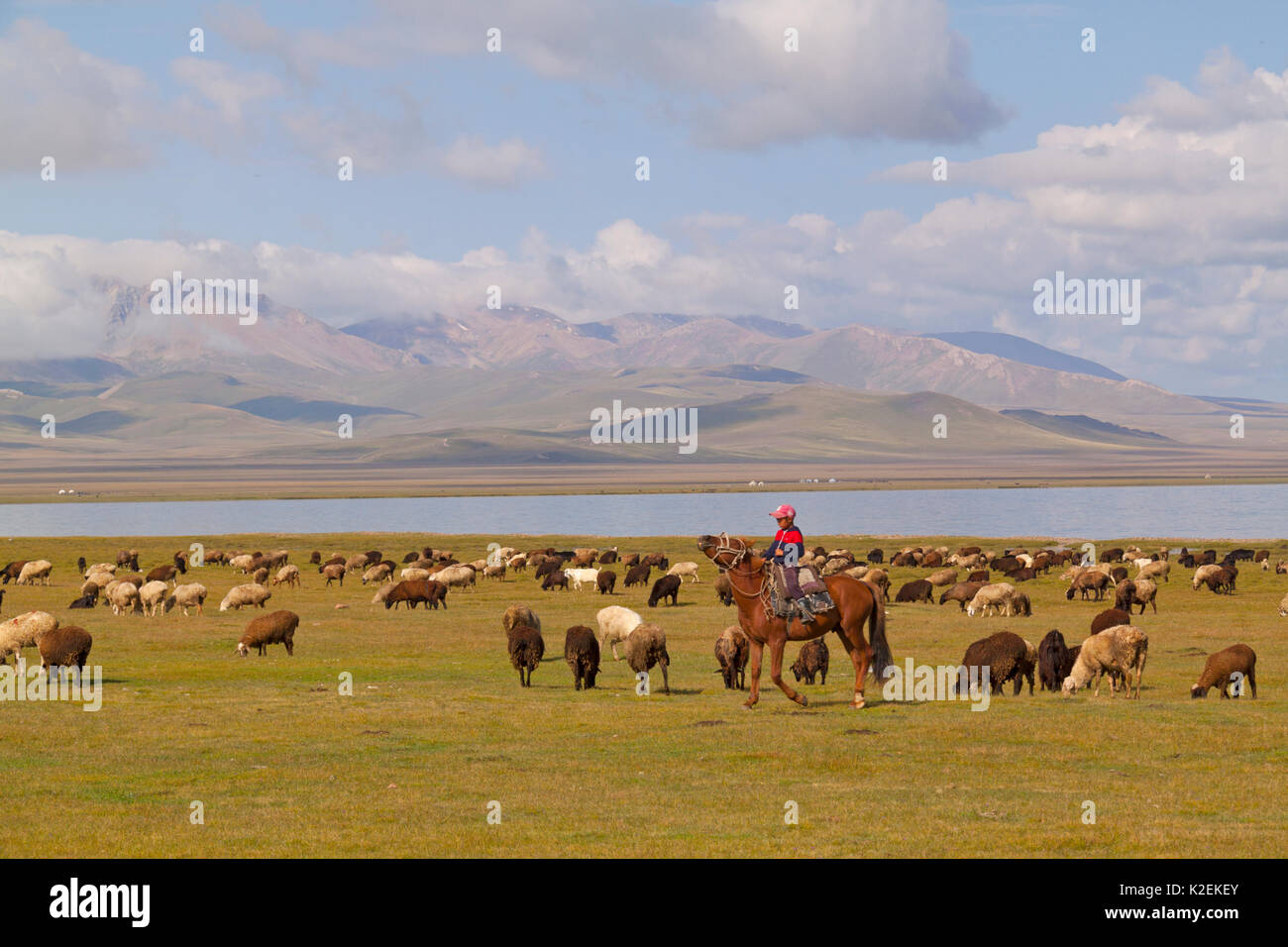 Boy à cheval avec des moutons par chanson Kul Lake, au Kirghizistan. Août 2016. Banque D'Images