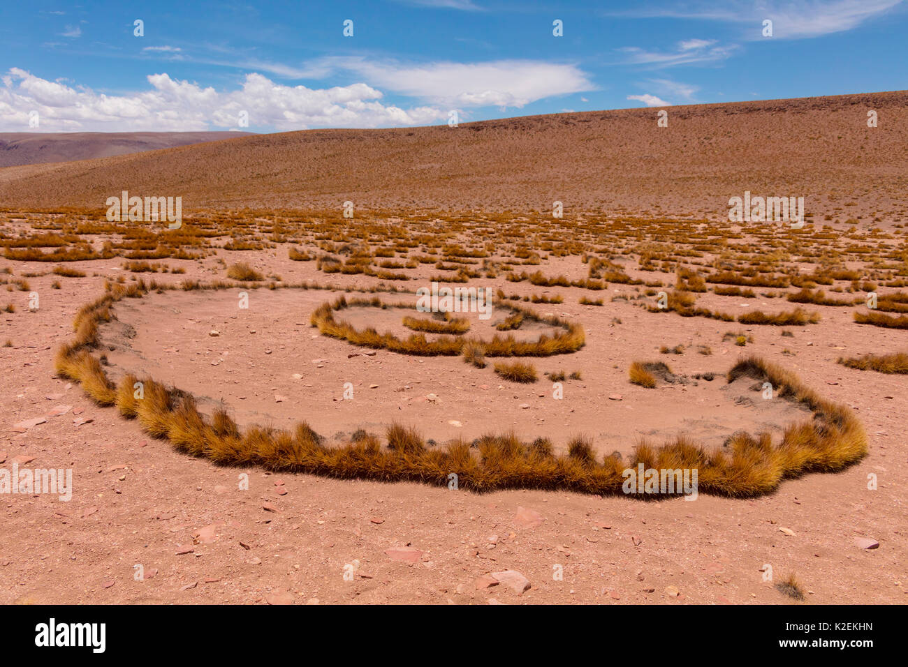 Altiplano haut avec de l'herbe tussock appelée Paja brava (Festuca orthophylla) montrant la croissance clonale propagation. La Bolivie. Décembre 2016. Banque D'Images