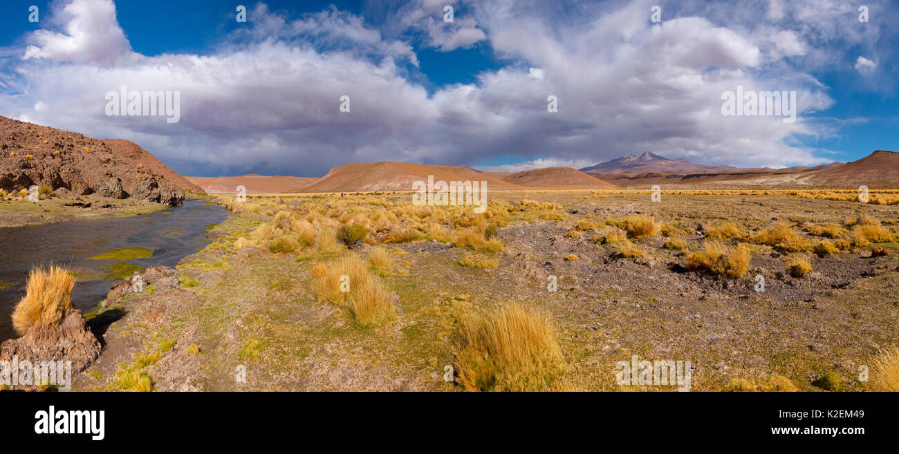 Altiplano haute rivière avec de l'herbe tussock appelée Paja brava (Festuca orthophylla). La Bolivie. Décembre 2016. Banque D'Images