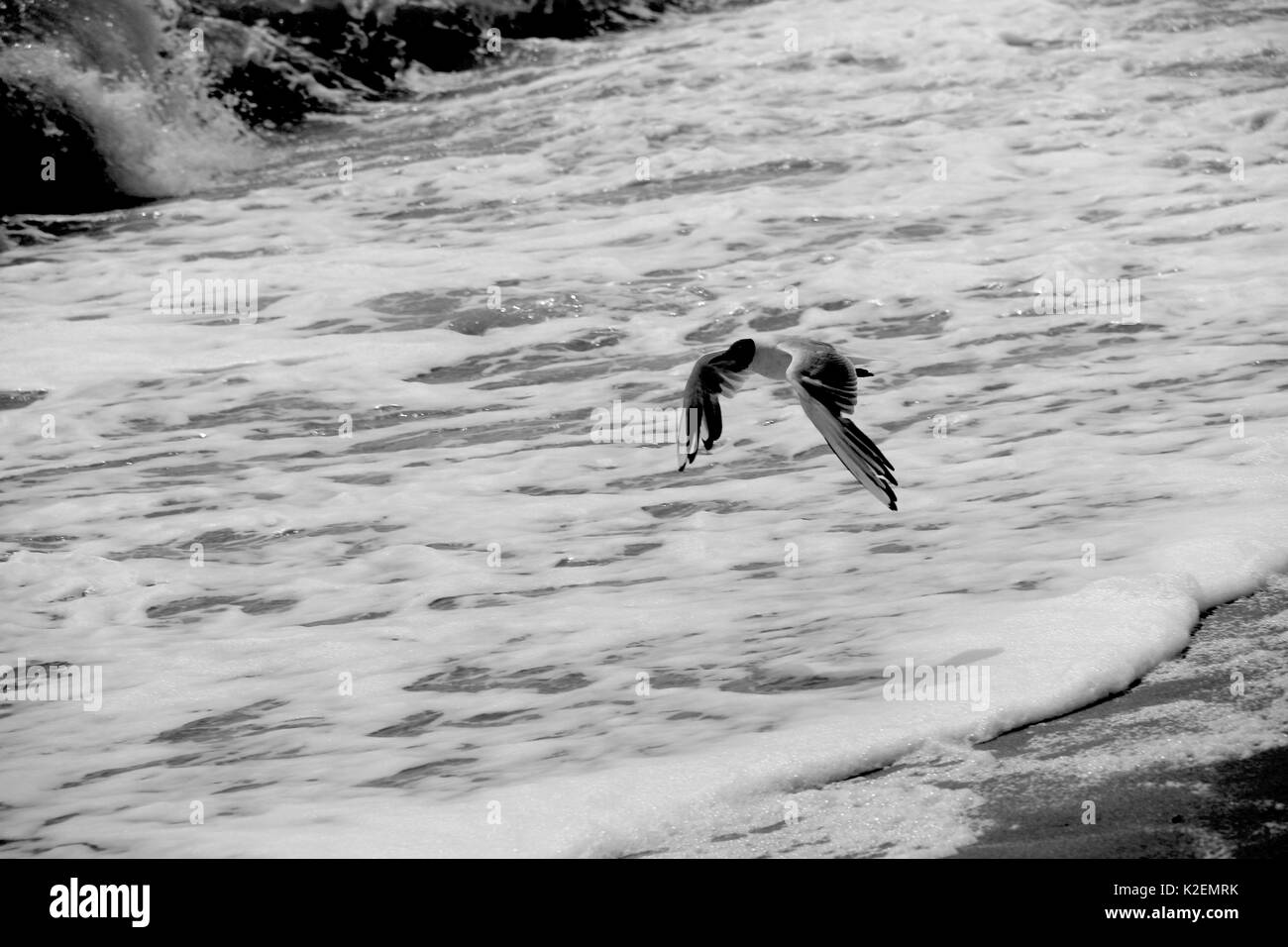 Une mouette et un surf. La mer d'Azov. L'Ukraine, Zaporizhzhia. Banque D'Images