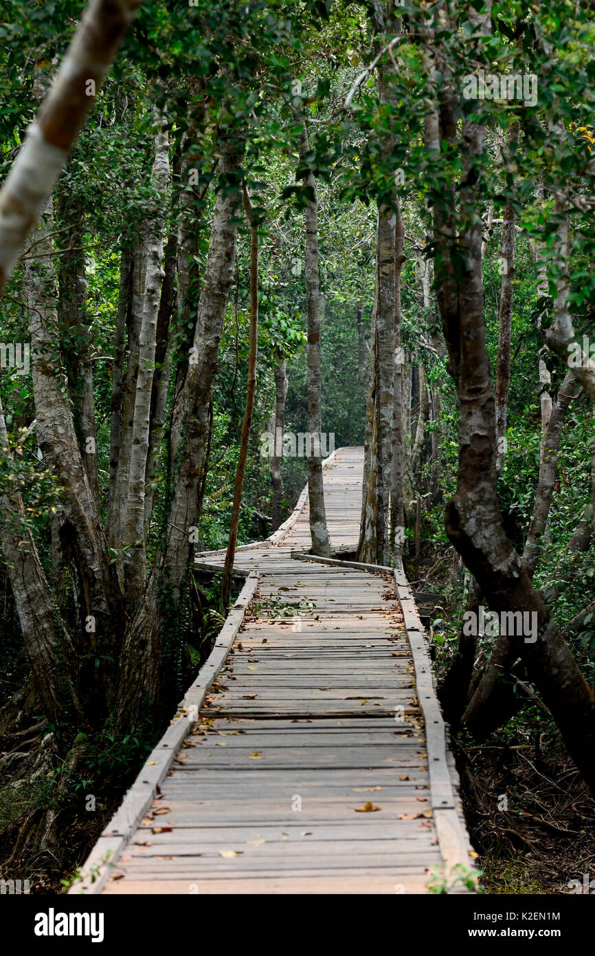 Passerelle en bois à travers la forêt, parc national de Tanjung Puting, Kalimantan, Bornéo. L'Indonésie, octobre 2015. Banque D'Images