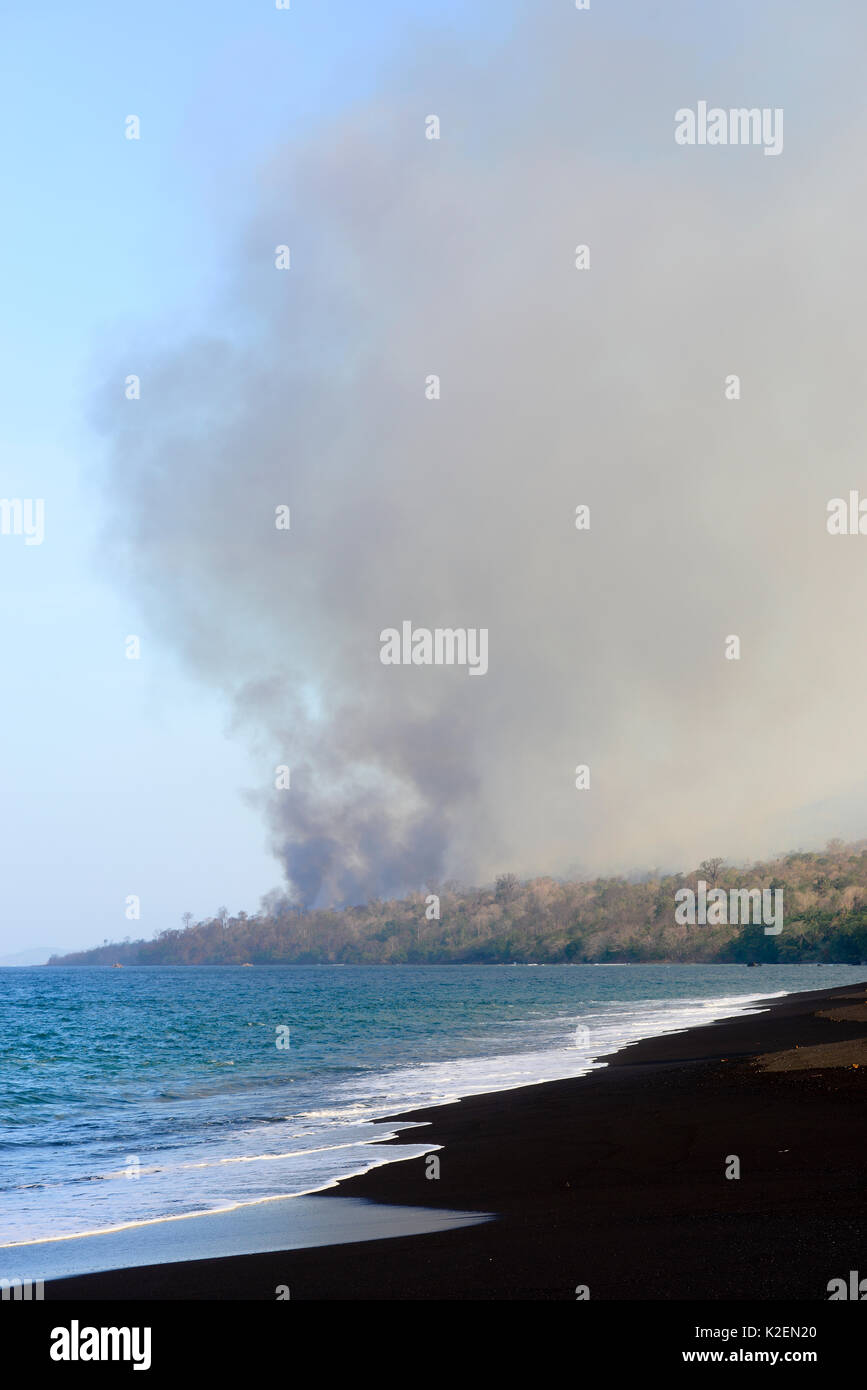 Incendie dans le Parc National de Tangkoko. Le feu a duré deux semaines, jusqu'à ce qu'il a été éteint par une tempête de la mer. Sulawesi, Indonésie, octobre 2015. Banque D'Images