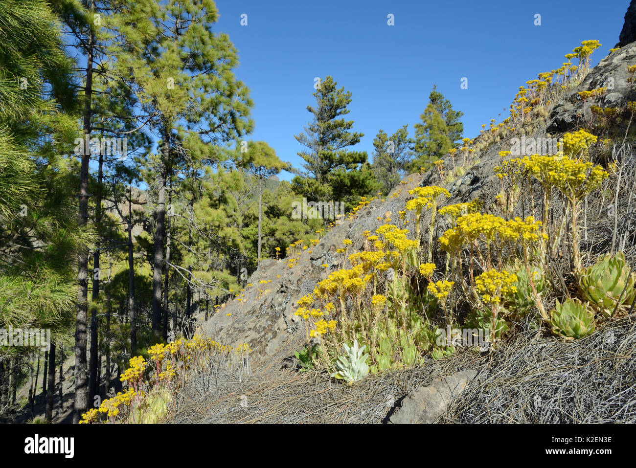 Aeonium endémiques / Arbre houseleek (Aeonium simsii) floraison sur pente de montagne volcanique près d'un stand de Île des pins (Pinus canariensis), Gran Canaria Réserve de biosphère de l'UNESCO, Gran Canaria, Îles Canaries. Mai 2016. Banque D'Images