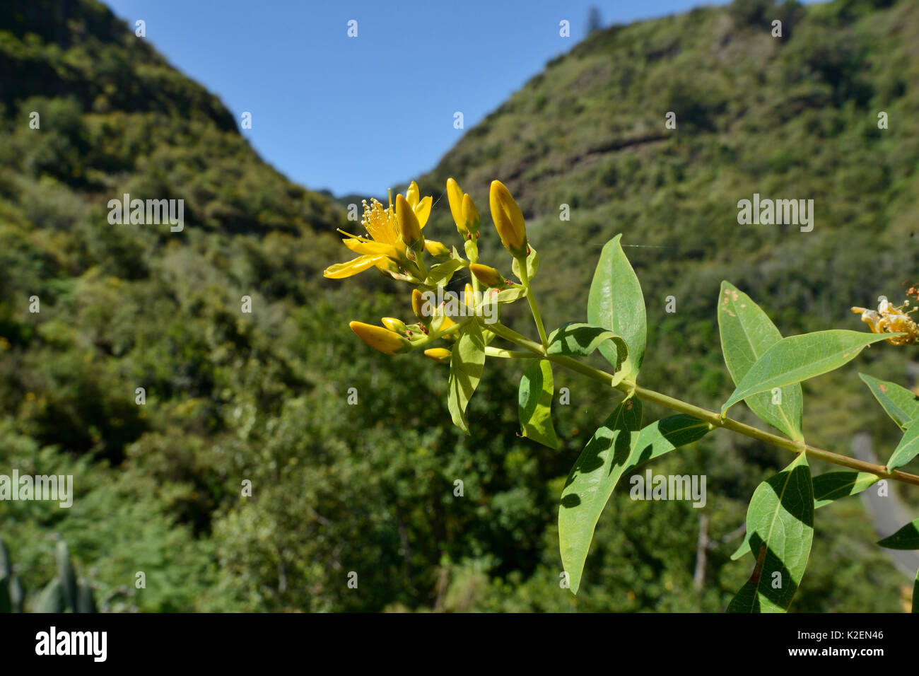 Canaries floraison (Cirsium canariense) en montagne / forêt de lauriers Laurissilva, Los Tilos de Moya, Doramas Park Rural. Réserve de biosphère de l'UNESCO Gran Canaria, Gran Canaria, Îles Canaries.juin 2016. Banque D'Images