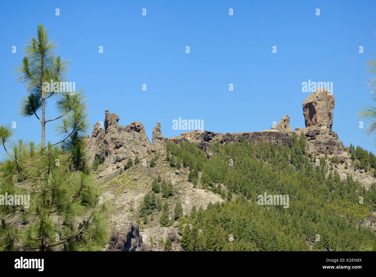 Roque Nublo et autres monolithes basaltiques volcaniques sur le plateau, au sein Tablon Nublo une réserve de biosphère de l'UNESCO, Gran Canaria, flanqué d'Île des pins (Pinus canariensis), près de Tejeda, mai 2016. Banque D'Images
