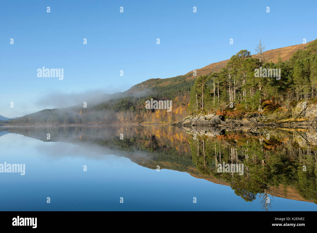 Pin sylvestre (Pinus sylvestris) et la brume reflète dans Loch Beinn un&# 39 ; Mheadhoin, Glen Affric, Highlands, Ecosse, novembre 2014. Banque D'Images