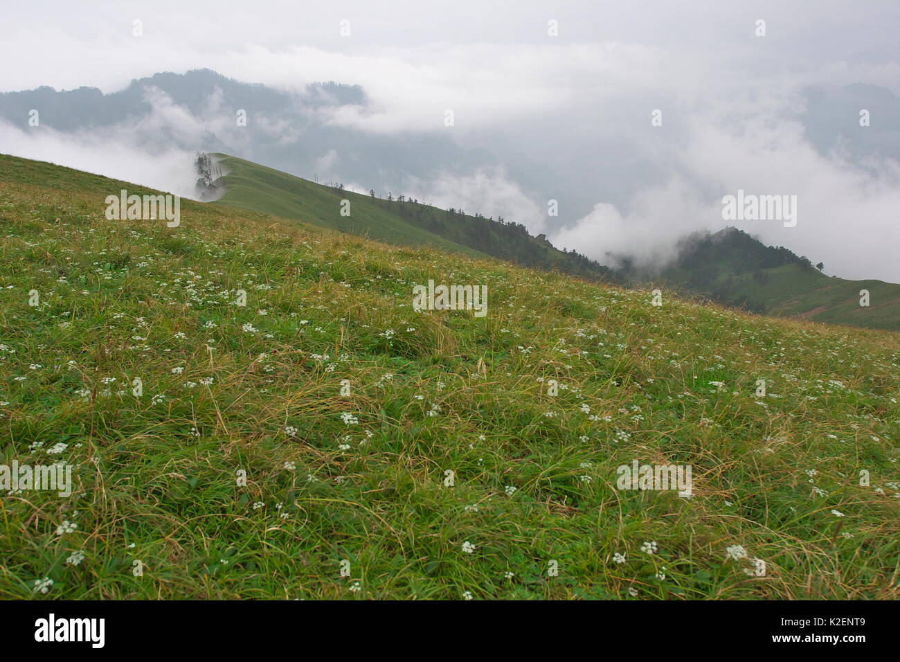 Pré alpin avec des nuages bas, Tangjiahe National Nature Reserve, Qingchuan county, province du Sichuan, Chine. Août 2009 Banque D'Images