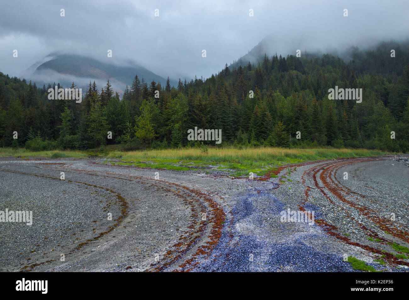 Les modèles de moules, les algues et les roches laissées par la marée descendante, Glacier Bay National Park, Alaska, USA, août 2014. Banque D'Images