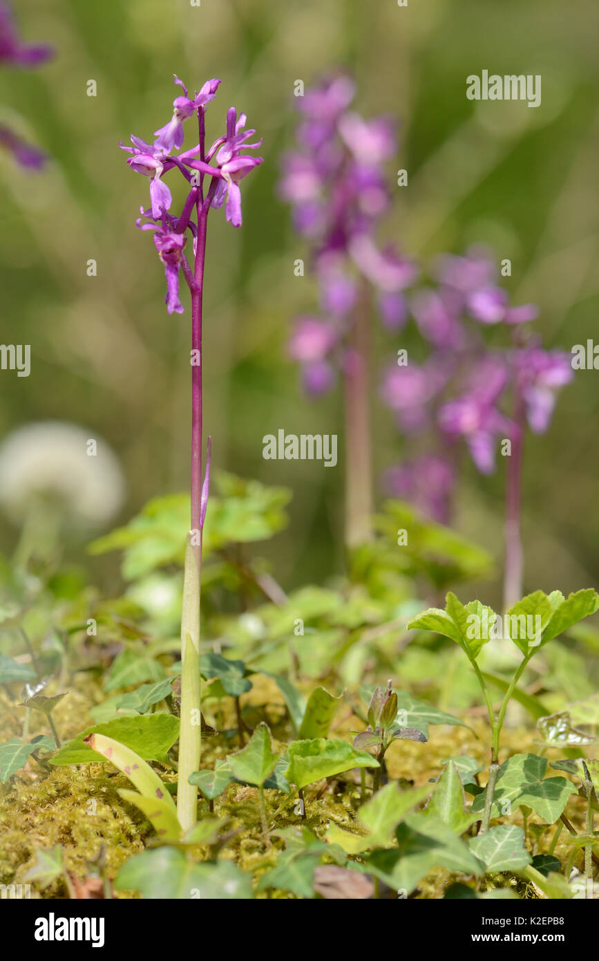 Groupe d'Early Purple orchidées (Orchis mascula) floraison de forêts anciennes, GWT Lower Woods réserver, Gloucestershire, Royaume-Uni, mai. Banque D'Images