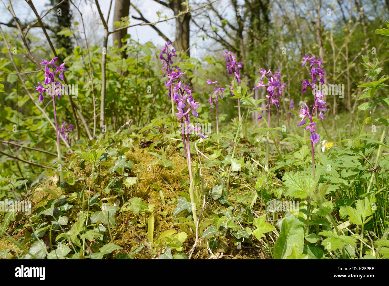 Groupe d'Early Purple orchidées (Orchis mascula) floraison de forêts anciennes, GWT Lower Woods réserver, Gloucestershire, Royaume-Uni, mai. Banque D'Images