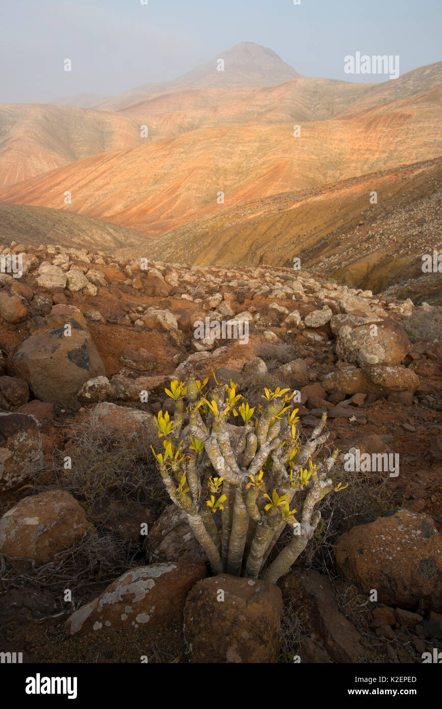 L'usine de bougie (Kleinia neriifolia) Fuerteventura, Îles Canaries. Avril 2013. Banque D'Images