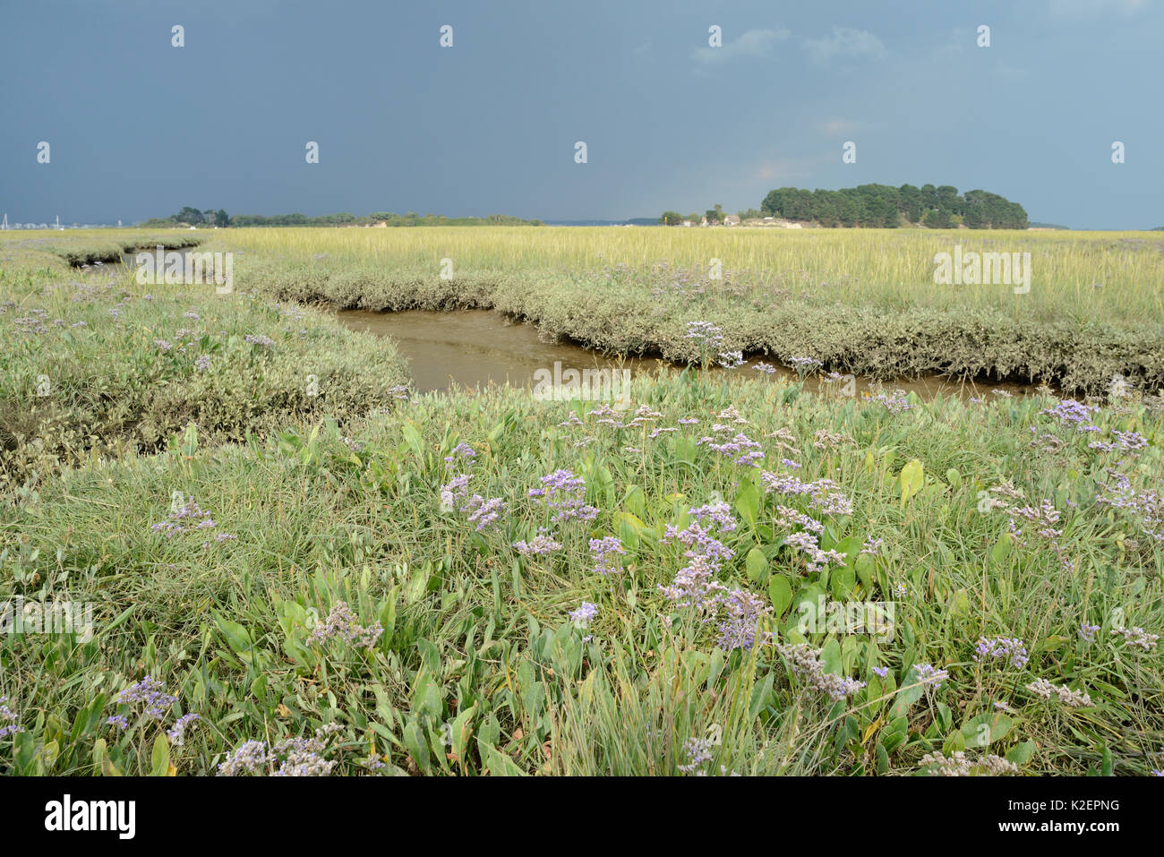 La lavande de mer (Limonium vulgare) floraison sur une saltmarsh, RSPB Arne, Dorset, juillet. Banque D'Images La lavande de mer (Limonium vulgare) floraison sur une saltmarsh, RSPB Arne, Dorset, juillet. Banque D'Images