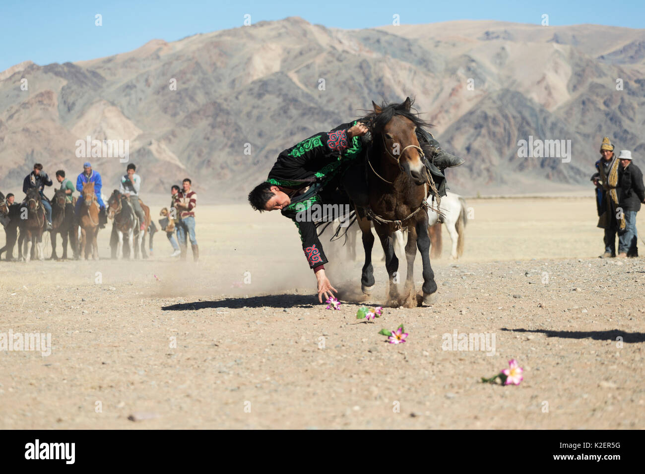 Eagle hunter monté sur cheval mongol tente de cueillir des fleurs sur le sol, près de Sagsai, Bayan-Ulgii Aymag, la Mongolie. Septembre 2014.. Banque D'Images