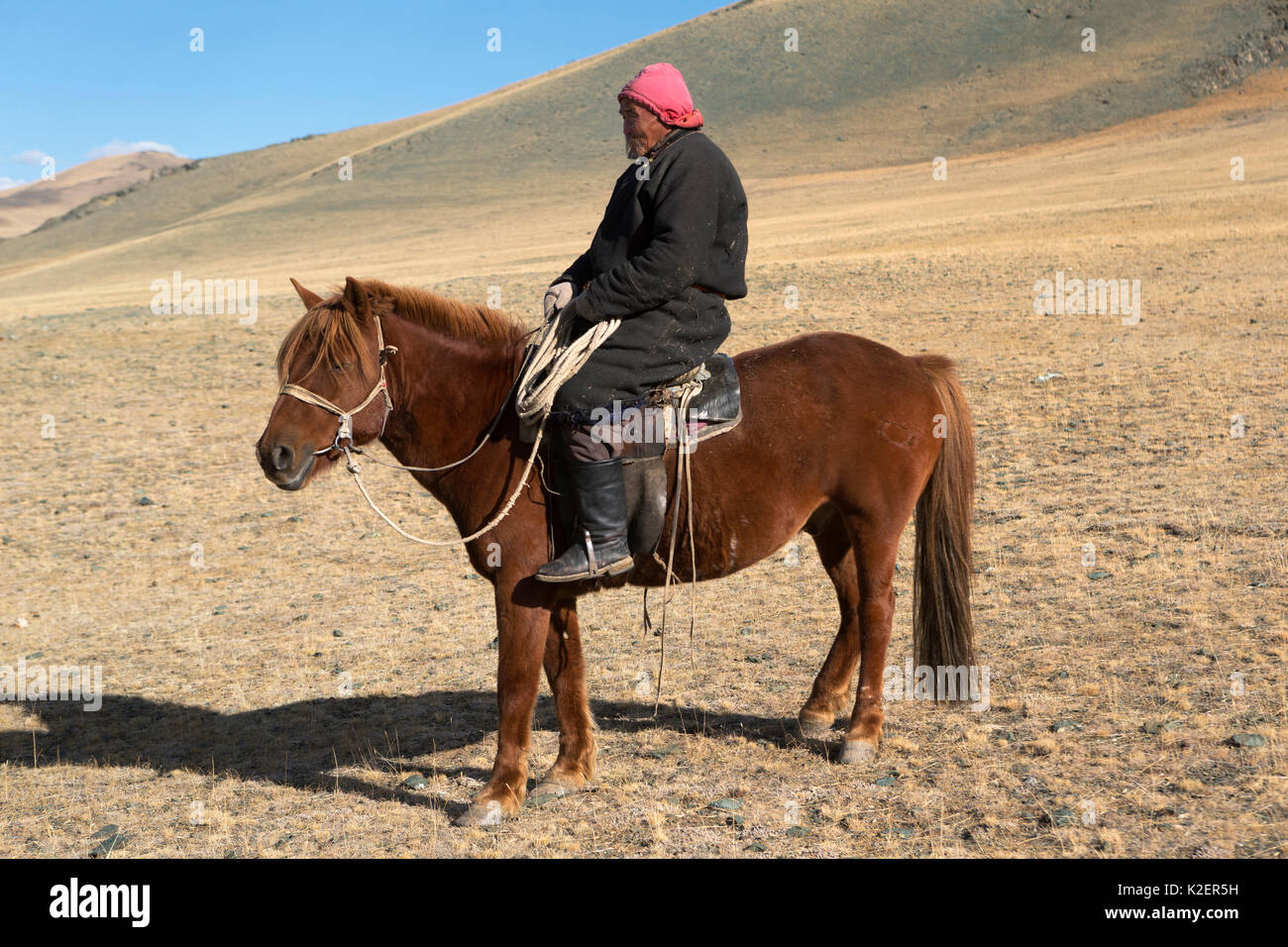 Hersdman Tuva sur son cheval mongol, Tsengel Khairkhan, près de la frontière avec la Chine et le Kazakhstan, la Mongolie, aymag Bayan-Olgiy. Septembre. Banque D'Images