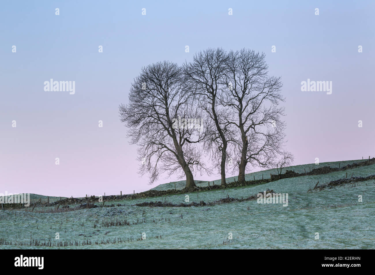 Trois frênes (Fraxinus excelsior) découpé le long d'une limite de champ sur un matin glacial. Parc national de Peak District, Derbyshire, Royaume-Uni. Décembre. Banque D'Images