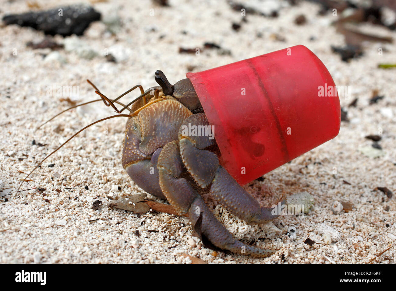 L'hermite terrestre Coenobita brevimanus, rouge, à l'aide d'une capsule de bouteille comme une coquille de protection au lieu de l'habituelle mollusk shell. Banque D'Images