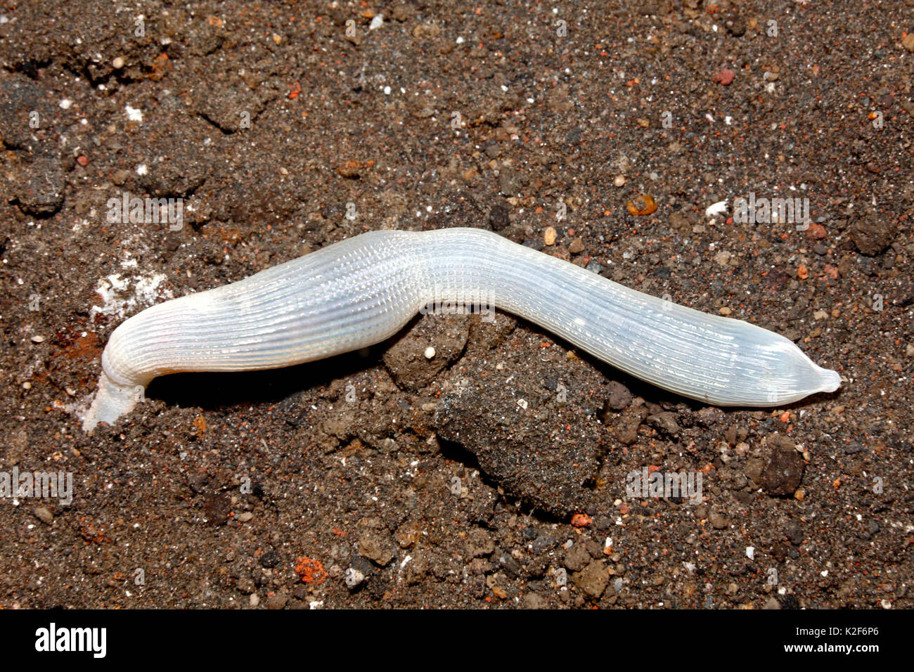 Ver d'arachide, Sipunculus sp.Tulamben, Bali, Indonésie. La mer de Bali, de l'Océan Indien Banque D'Images