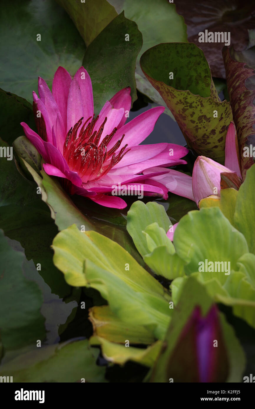 Un beau nénuphar rose flottant à la surface d'un étang parmi le vert de nénuphar dans la lumière du jour, vertical shot, seul, contemplatif. Banque D'Images
