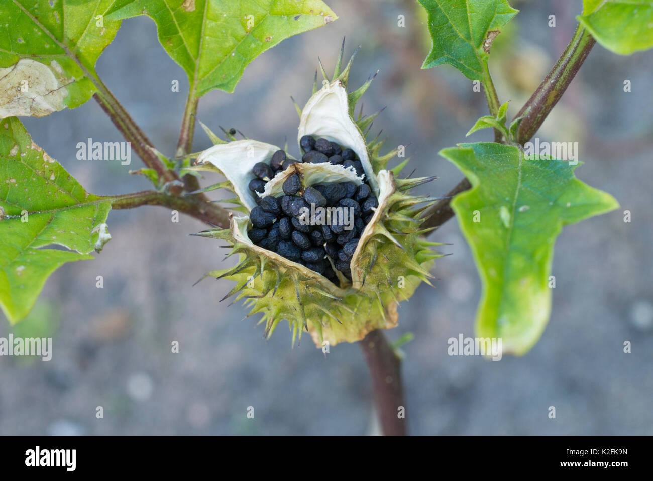 Stramoine (Datura stramonium) Banque D'Images