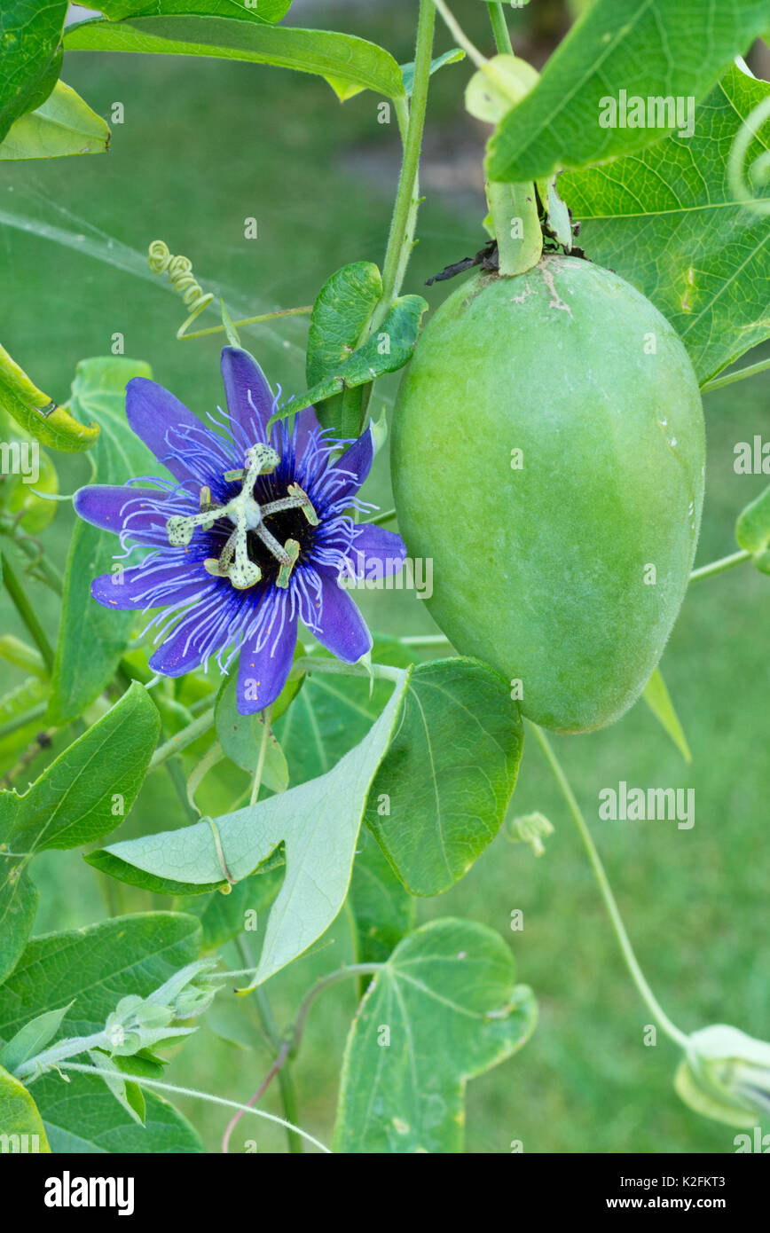 Fleur de la passion (Passiflora amethystina) Banque D'Images